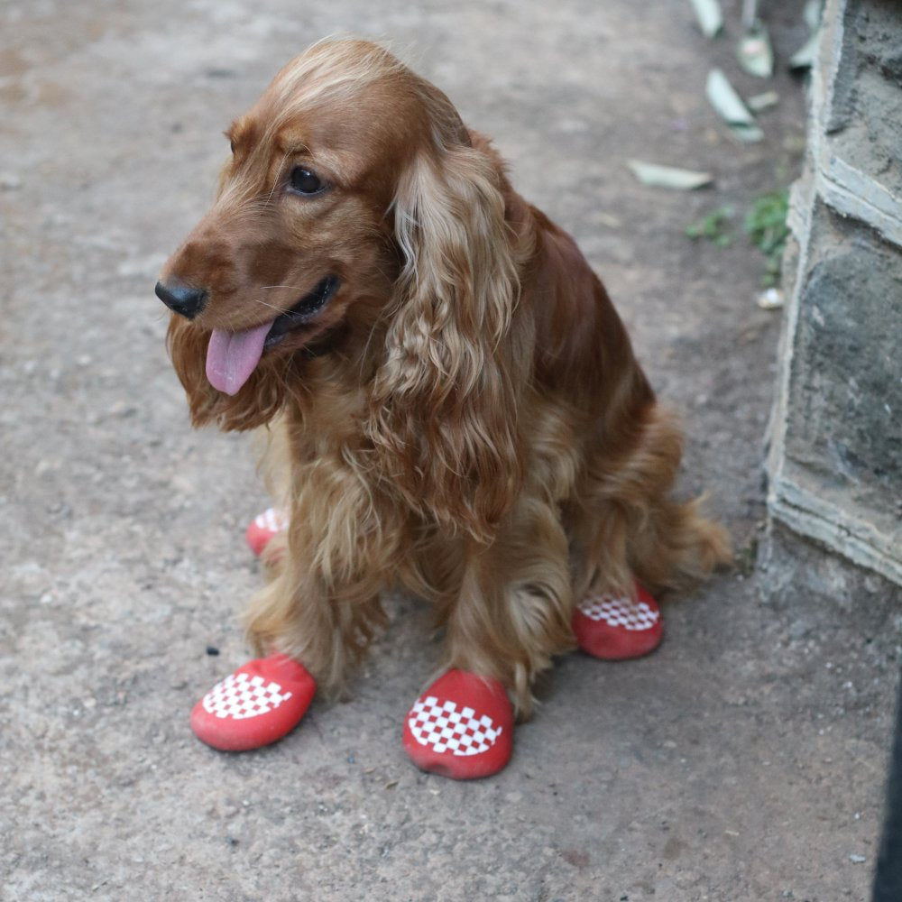 Cocker Spaniel in red rain boots