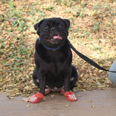 Pug in red boots