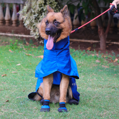 German Shepherd Dog Raincoat