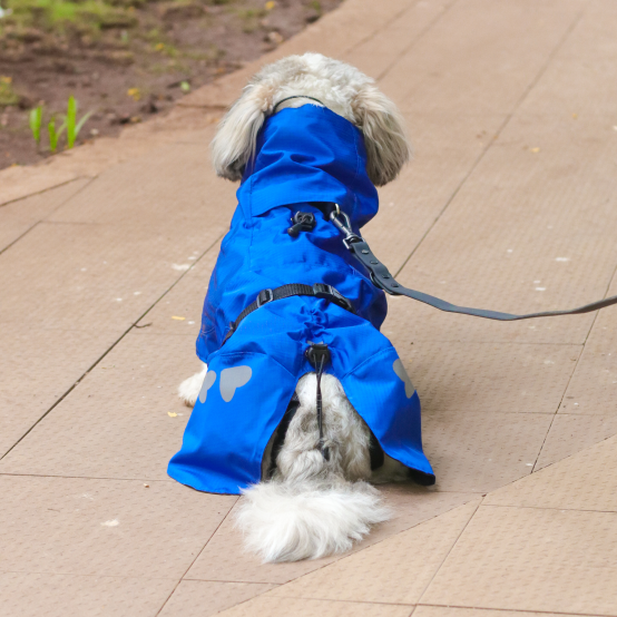 Shih tzu raincoat