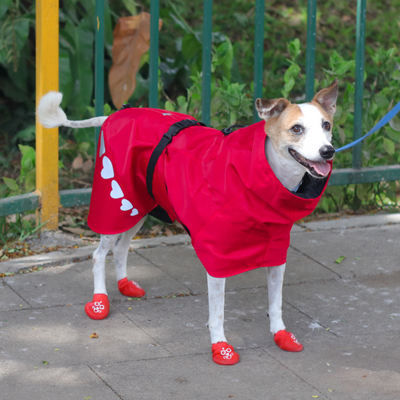 Raincoat for medium breed dogs