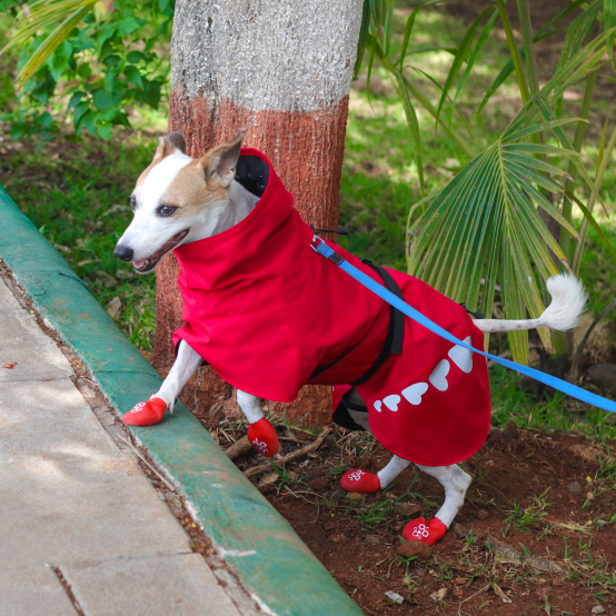 Red discount dog raincoat