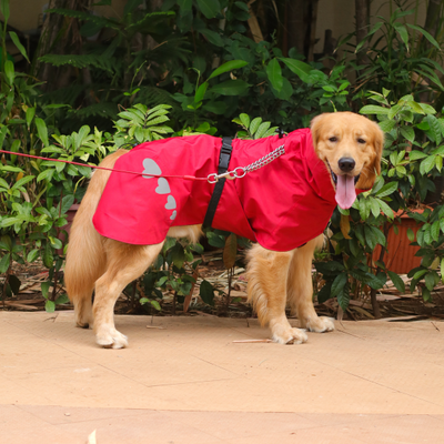 Golden Retriever Raincoat