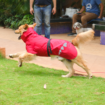Large breed red raincoat