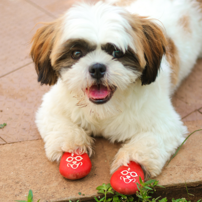 Dog shoes for shih tzu clearance