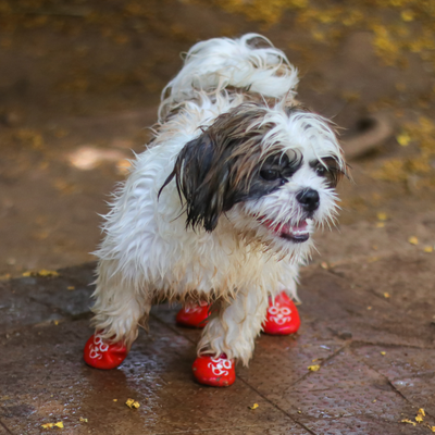 Cute dog boots for rain