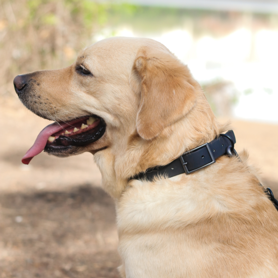Zoof Waterproof Collar and Leash