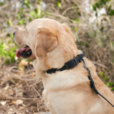 Zoof Waterproof Collar and Leash