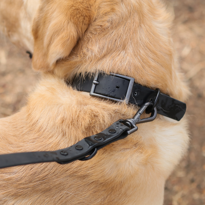 Zoof Waterproof Collar and Leash