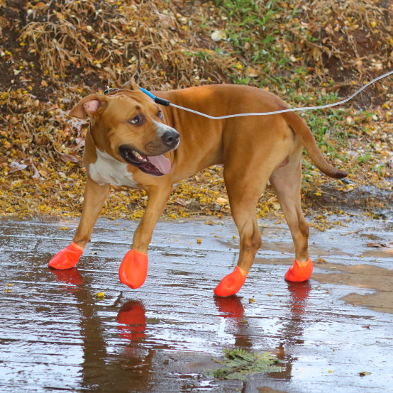 Zoof Boots - Vivids