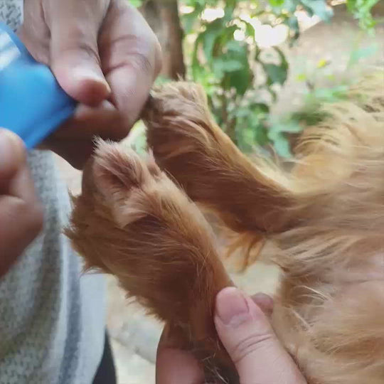 Cocker spaniel in dog boots