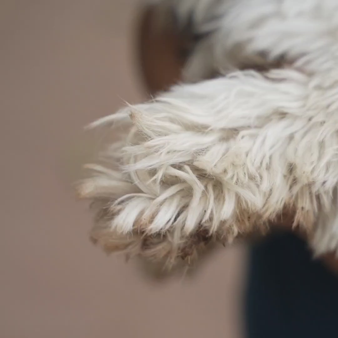 Putting on Dog boots on Shih tzu