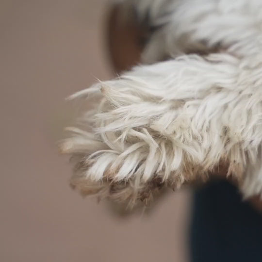 Putting on Dog boots on Shih tzu