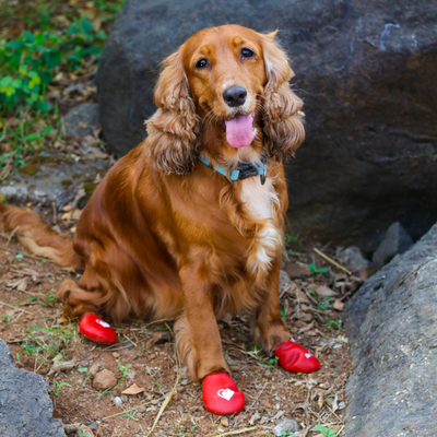 Rain boots for dog