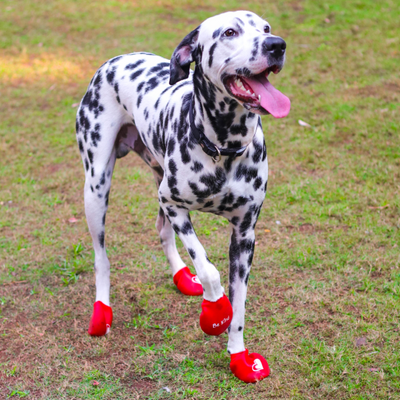 Dog Boots 