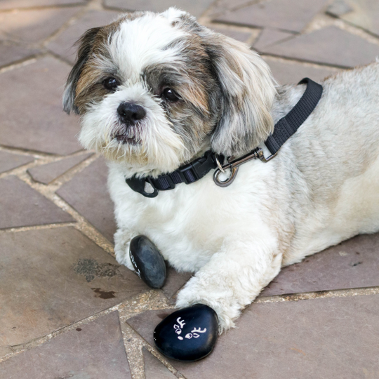 Shihtzu in dog boots