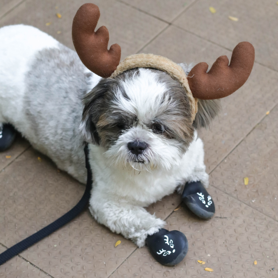 Silicon boots for dogs