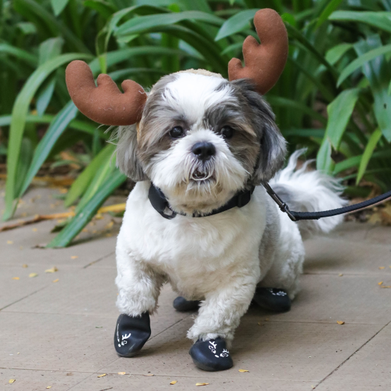 Boots for shih tzu dogs discount